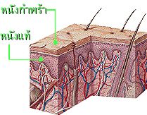 รูปตัดแสดงชั้นต่างๆของผิวหนังมนุษย์